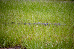 Alligator mississippiensis