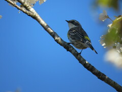Setophaga coronata coronata