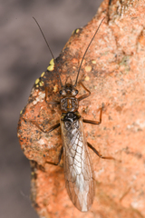 Plecoptera