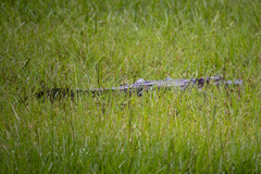 Alligator mississippiensis
