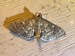 Herpetogramma aeglealis