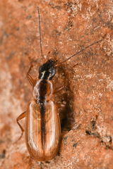 Agonum nigriceps