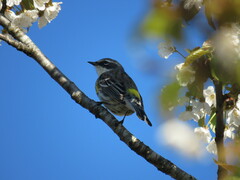 Setophaga coronata coronata