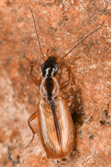 Agonum nigriceps