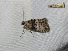 Pococera asperatella