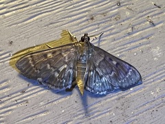 Herpetogramma aeglealis