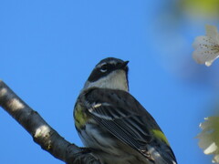 Setophaga coronata coronata