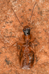 Agonum nigriceps