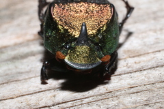 Phanaeus vindex