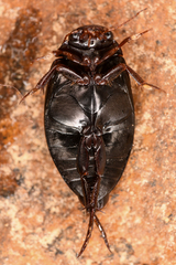 Dytiscidae