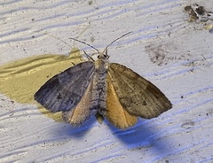 Mellilla xanthometata