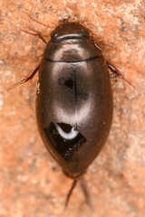 Dytiscidae