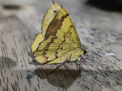 Erastria decrepitaria