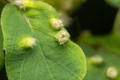 Blaesodiplosis