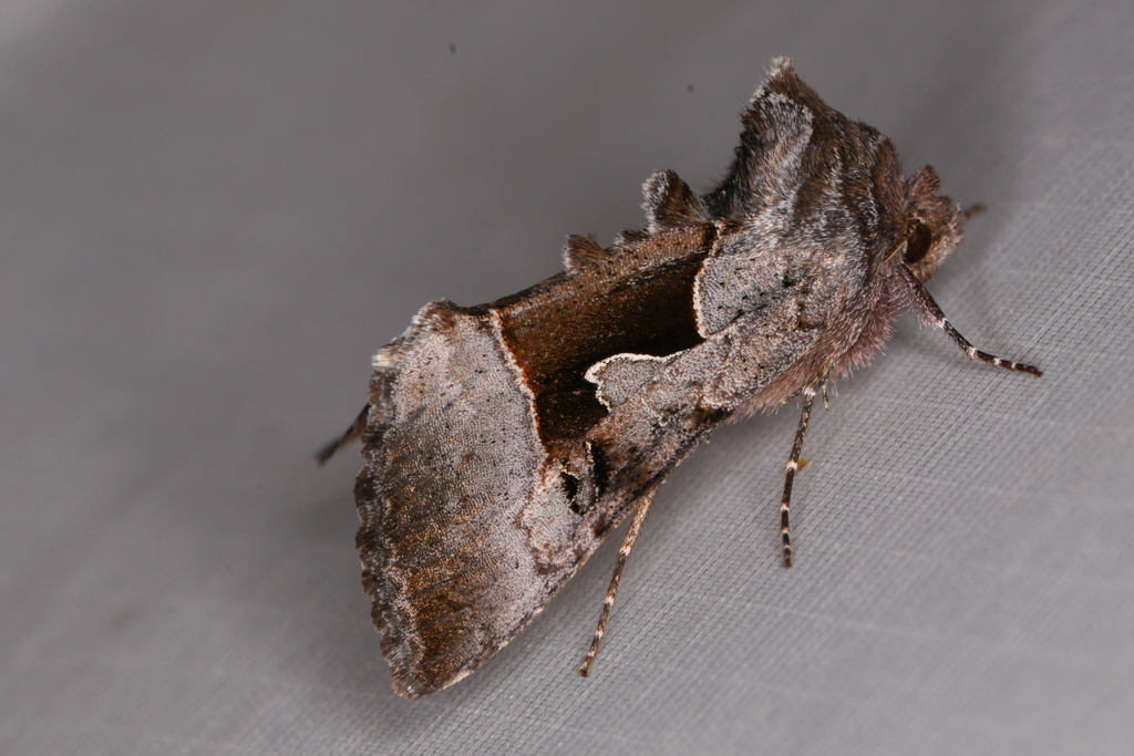 Syngrapha orophila
