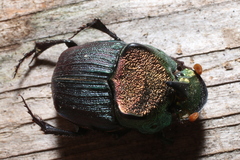 Phanaeus vindex