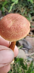 Hortiboletus rubellus