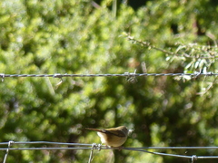 Acanthiza pusilla