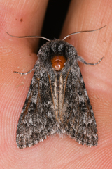 Acronicta