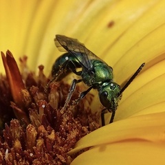 Augochlora pura