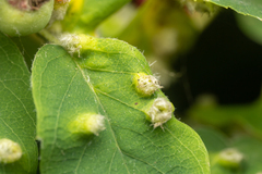 Blaesodiplosis