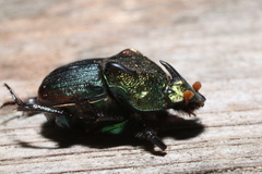 Phanaeus vindex