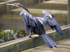 Anhinga anhinga