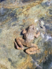 Rana boylii