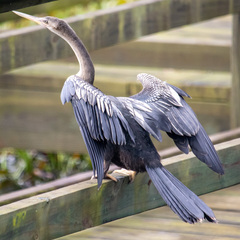 Anhinga anhinga
