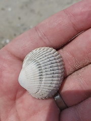 Lunarca ovalis