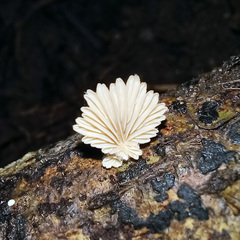 Schizophyllum