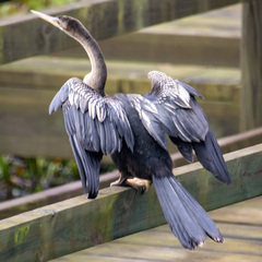 Anhinga anhinga