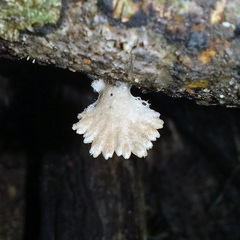 Schizophyllum