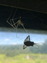 Leptoglossus occidentalis