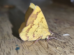 Erastria decrepitaria