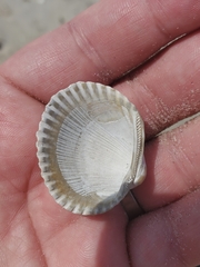 Lunarca ovalis