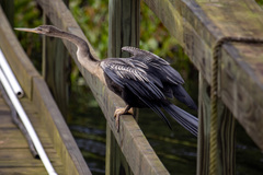 Anhinga anhinga
