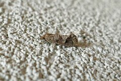 Acrolophus texanella