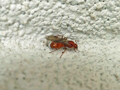 Formica pallidefulva