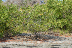Laguncularia racemosa