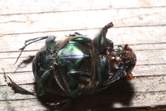 Phanaeus vindex