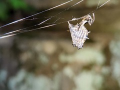 Micrathena gracilis