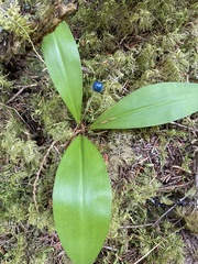 Clintonia uniflora