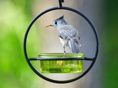 Baeolophus atricristatus