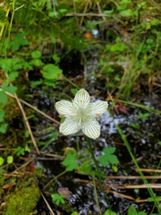 Parnassia asarifolia