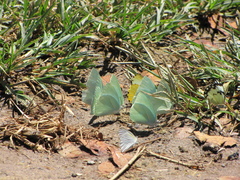 Catopsilia florella