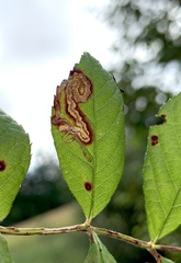 Stigmella rosaefoliella