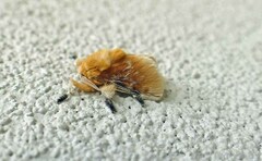 Megalopyge opercularis