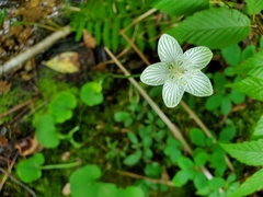 Parnassia asarifolia