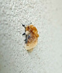 Megalopyge opercularis